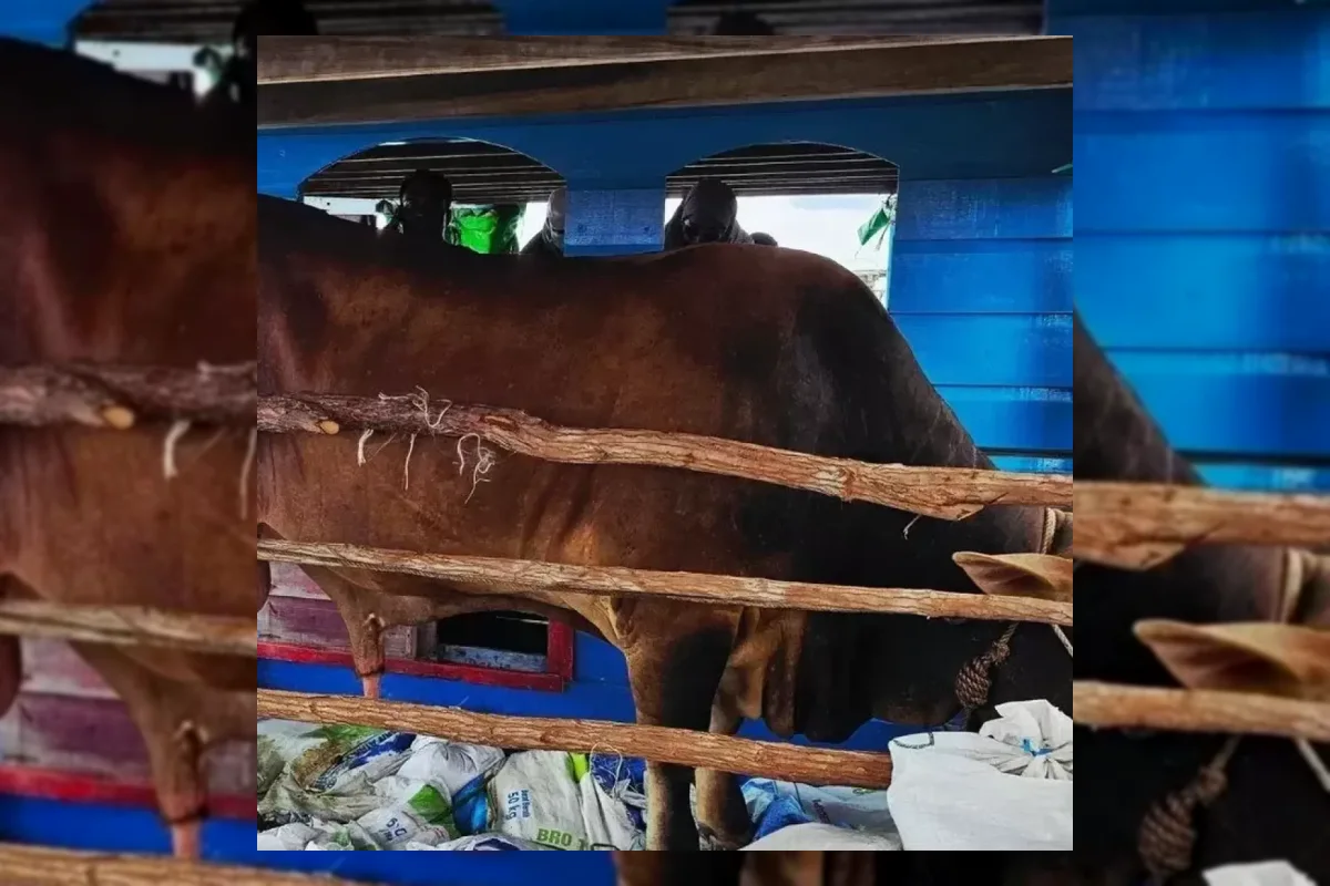 Presiden Prabowo Kirim Sapi Kurban 879 Kg ke Pulau Laut Natuna