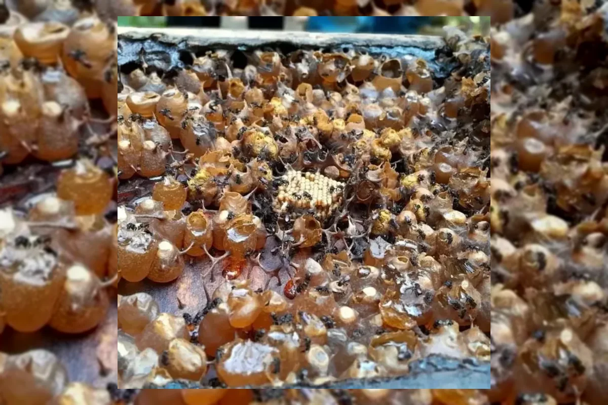 BRIN Identifikasi Bakteri Probiotik dari Madu Lebah Tanpa Sengat