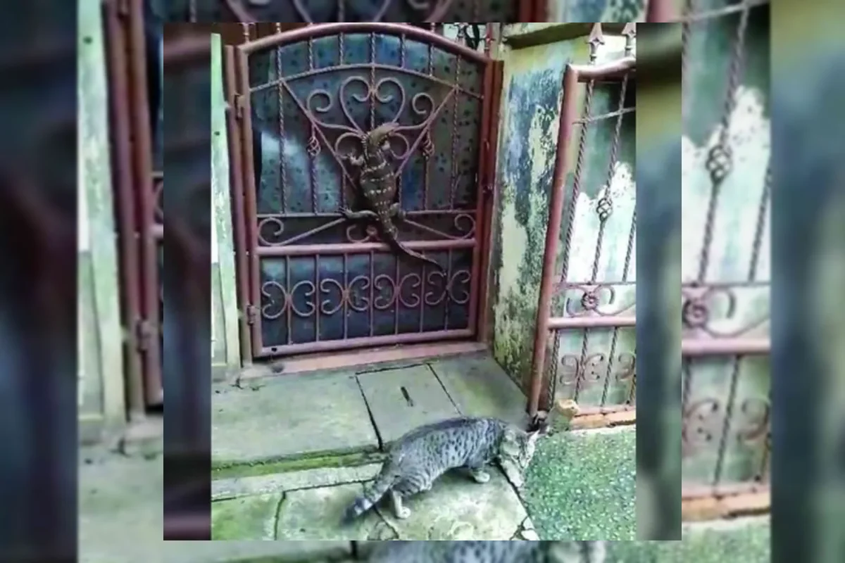 Intervensi Manusia Picu Kemunculan Biawak dan Invasi Ikan Sapu-Sapu
