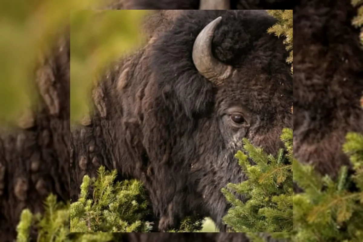 Bison Serang dan Lukai Parah Turis di Taman Nasional Yellowstone