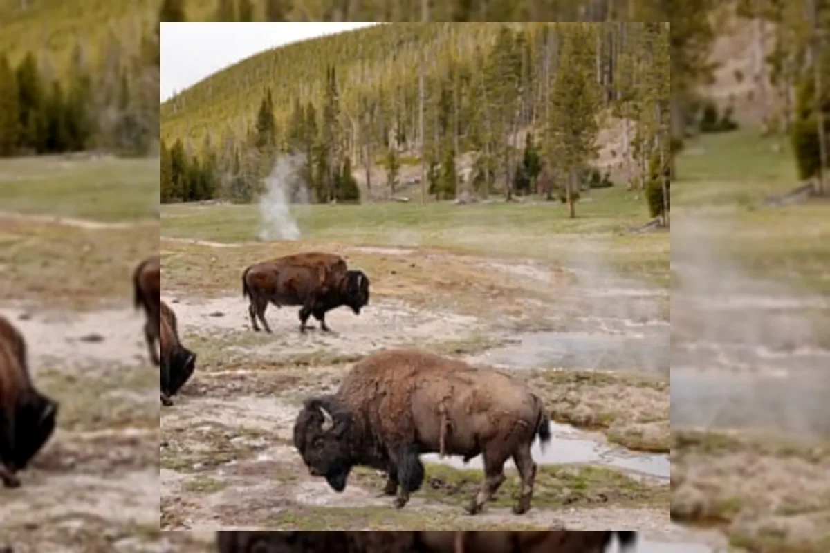 Bison Serang Pria Washington di Taman Nasional Yellowstone