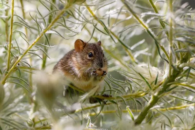 Apa Itu Wabah Hantavirus? Kini Viral Berawal di Kapal Pesiar MV Hondius Tewaskan Tiga Orang