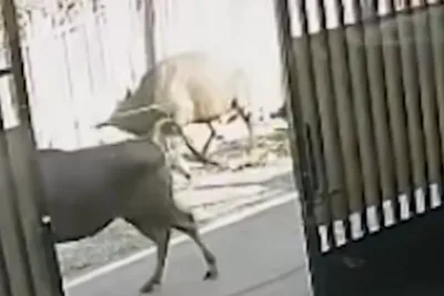 Pria Tewas Setelah Sapi Kurban Lepas dan Mengamuk di Kampung Arab Banjarmasin