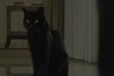 Film Kucing Hitam (2026) Apakah Bakal Lanjut Season 2?