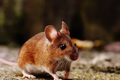 Hantavirus Andes di Kapal MV Hondius Dipastikan Belum Pernah Ditemukan di Indonesia