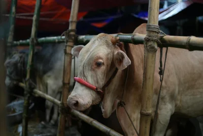Stres dan Absennya Pelayuan Akibatkan Daging Kurban Alot