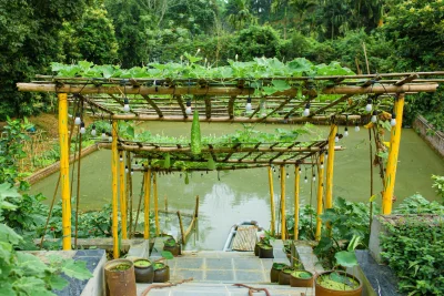 Cara Membuat Kebun Timun Gantung dari Rak Bekas, Solusi Lahan Sempit