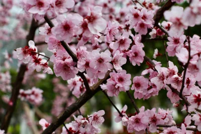 Panduan Wisata Sakura Shanghai 2026: Tips Solo Traveler Aman dan Tanpa Ribet