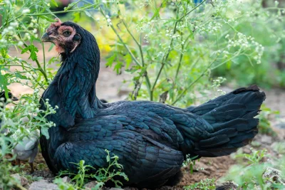 Cara Membuat Area Umbaran Ayam di Lahan Sempit agar Sehat, Terbaru 2026