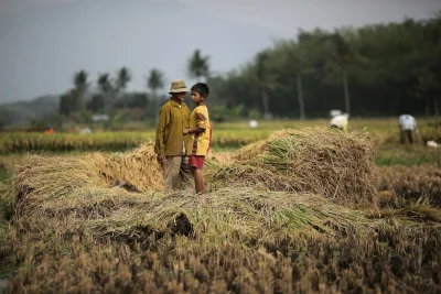 7 Cara Simpan Dedak Padi agar Awet dan Tidak Tengik, Tips Terbaru 2026