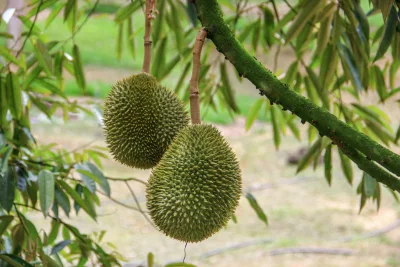 Durian Bukan Pemicu Langsung Kolesterol, Ini Penjelasan Guru Besar IPB