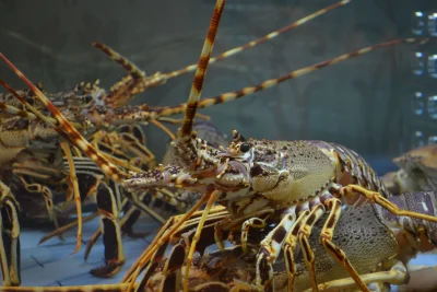 8 Cara Budidaya Lobster Air Tawar dan Kangkung Kolam Terpal, Cepat Cuan di 2026