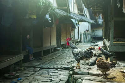 Cara Fermentasi Talas Liar untuk Pakan Ayam Kampung, Hemat dan Bergizi