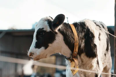 Turunkan Gula Darah Tanpa Olahraga Berat, Lakukan Calf Raises 5 Menit