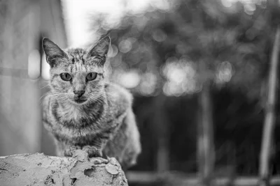 7 Manfaat Pelihara Kucing untuk Kesehatan Tubuh, Terbukti Ilmiah