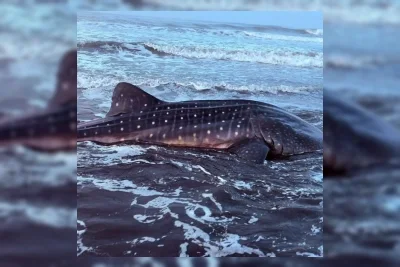 Hiu Tutul Terdampar dan Mati di Pantai Pagubugan Cilacap
