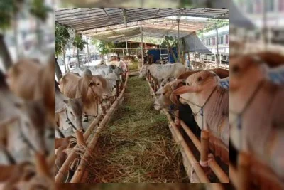 Dinas KPKP DKI Jakarta Gencarkan Edukasi Penanganan Hewan Kurban Higienis
