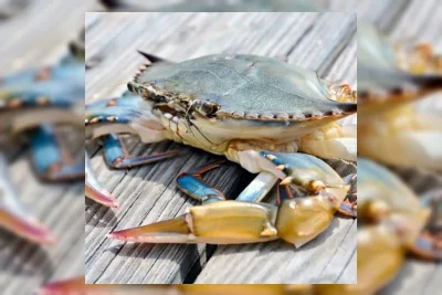 Ilmuwan Ungkap Asal-usul Unik Kepiting Berjalan Menyamping