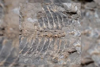 Fosil Amfibi Purba Arenaerpeton supinatus Ditemukan di Australia