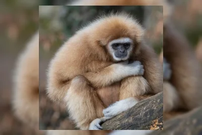 Peneliti Kembangkan PriMAT, Model AI Pelacak Multi Hewan di Hutan Lebat
