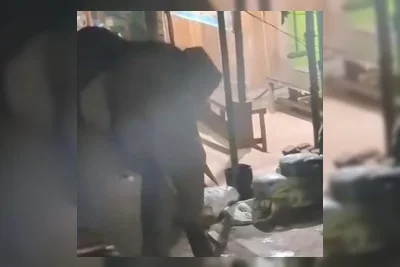 Dua Gajah Liar Terekam Masuk Pasar di Ogan Komering Ilir