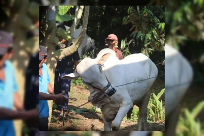 Panduan Lengkap Tata Cara Menyembelih Hewan Kurban Sesuai Syariat