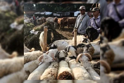 Ulama Lintas Mazhab Jelaskan Hukum Kurban Satu Kambing untuk Keluarga