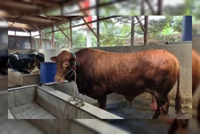Soal Pahala Kurban, Pilih Sapi Patungan atau Kambing Sendiri? Ini Penjelasannya