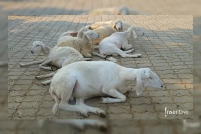Umur Kambing yang Sah untuk Kurban, Jangan Sampai Salah Pilih