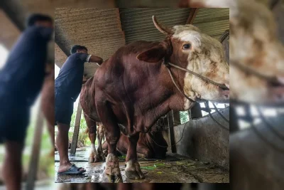 Presiden Prabowo Salurkan 1.098 Sapi Kurban ke 552 Daerah