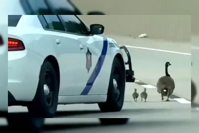 Trooper Arkansas Tergilas Angsa, Muncul Pertanyaan Hukum Federal