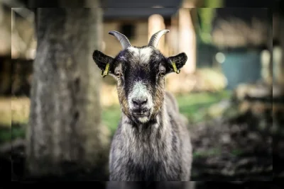 Hukum Kurban 1 Kambing untuk Satu Keluarga, Aturan Terbaru 2026