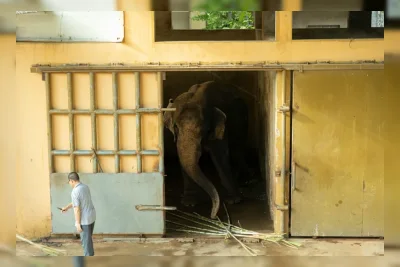 Viral Bocah Jatuh ke Kandang Gajah Ragunan, Pengelola: Ada Indikasi Demi Konten
