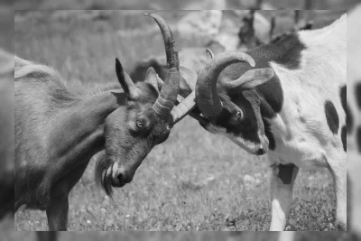Duel Lawan Maling Pakai Gunting, Penjaga Kambing Jadi Tersangka