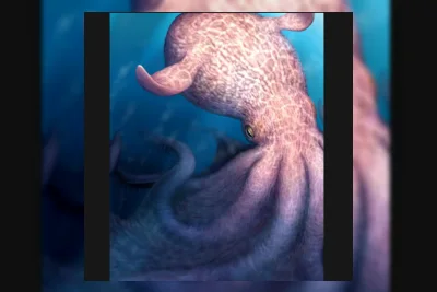 Ilmuwan Temukan Gurita Purba Raksasa Nanaimoteuthis haggarti
