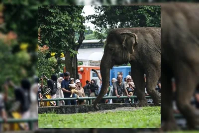 DPRD DKI Jakarta Desak Evaluasi Pengamanan di Ragunan Usai Anak Jatuh ke Kandang Gajah