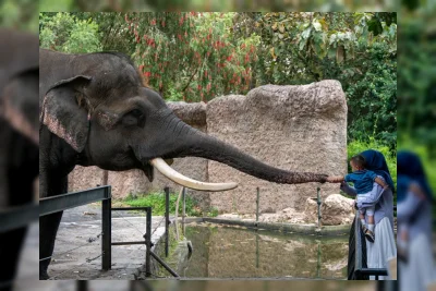 Viral Bocah Jatuh ke Kandang Gajah Ragunan, Diduga Akibat Kelalaian Orang Tua