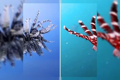Mengenal Lili Laut, Spesies Purba yang Hidup Jauh Sebelum Dinosaurus