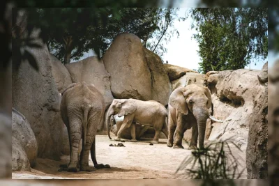 Detik-detik Bocah Jatuh ke Kandang Gajah, Aksi Heroik Sang Ayah Viral