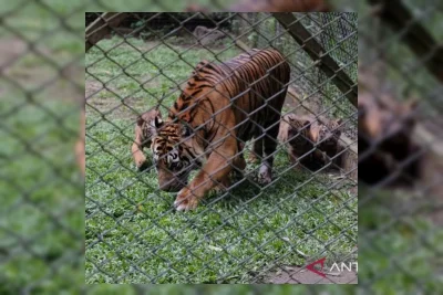 Taman Safari Indonesia II Prigen Lahirkan Empat Anak Harimau Sumatra