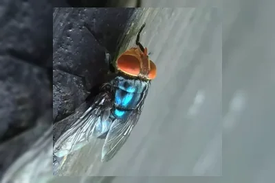 USDA Konfirmasi Temuan Langka Lalat Screwworm di Texas Selatan