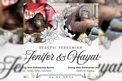Indonesia dan Jepang Pertemukan Dua Orangutan Kalimantan di Tobe Zoo