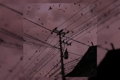 Burung Layang-layang Mampu Terbang 10 Bulan Tanpa Henti