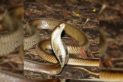 Perubahan Iklim Dorong Ular Masuk ke Permukiman Warga