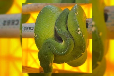 Kementerian Kehutanan Sita 103 Reptil Asli Indonesia dari Penyelundup