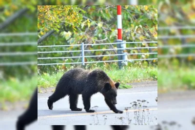 Jepang Gunakan AI dan Drone untuk Antisipasi Serangan Beruang