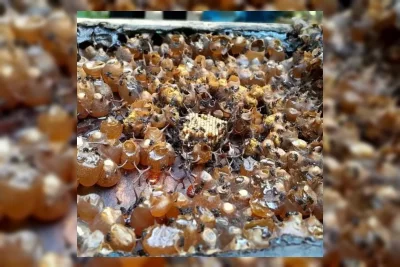 BRIN Identifikasi Bakteri Probiotik dari Madu Lebah Tanpa Sengat