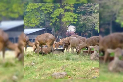 Pemkot Surakarta Evaluasi Penanganan Rusa Taman Sriwedari Setelah Viral