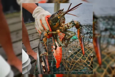 Studi: Lobster dan Krustasea Merasakan Sakit Saat Dimasak