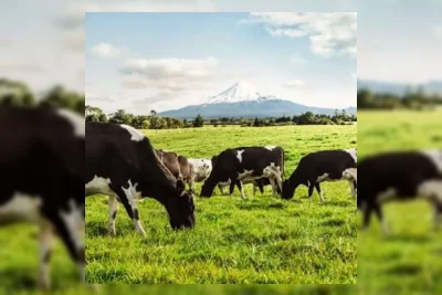 Kementan Genjot Produksi Susu Nasional Lewat Investasi Sapi Perah
